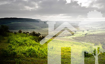 search logo